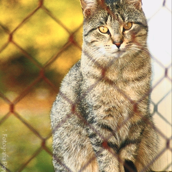 Meet your Posher....💖🐱 - Picture 6 of 10